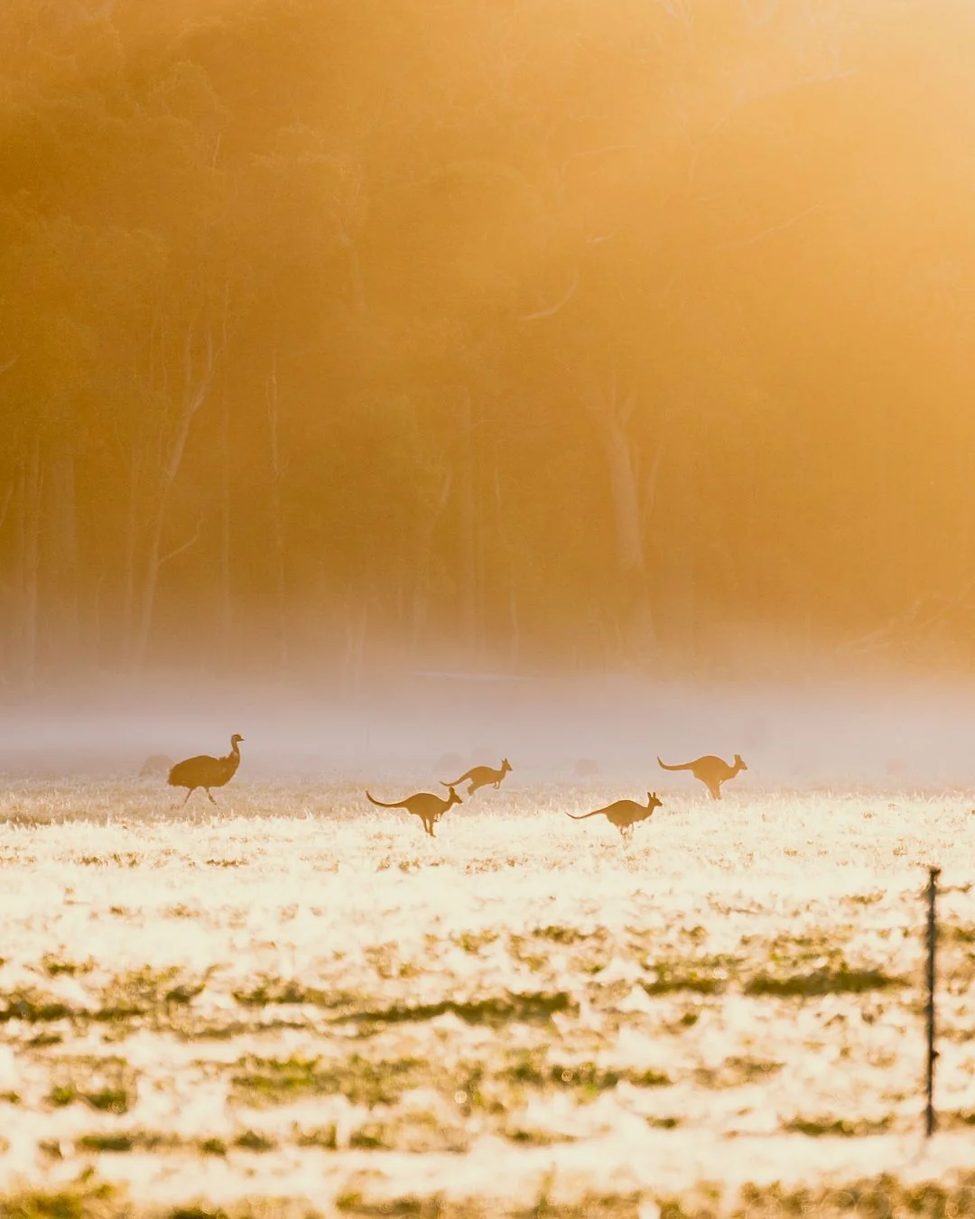 Kangaroos in a misty paddock at sunrise near Margaret River