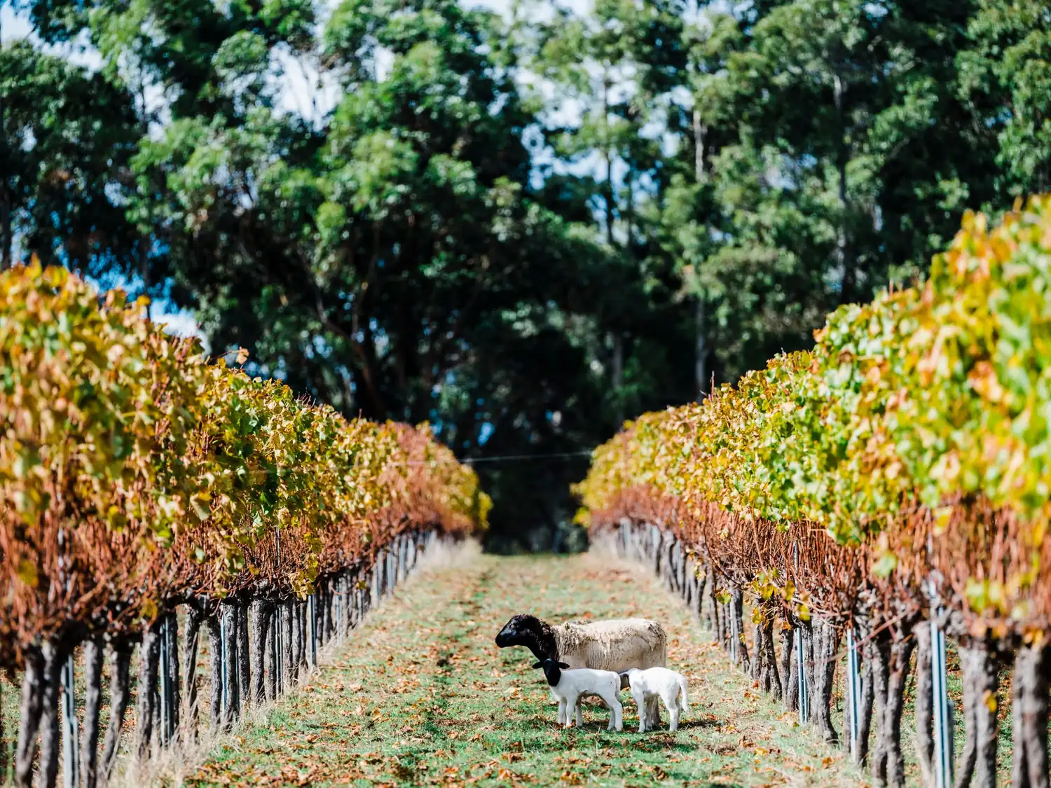 Rows of vines in the Margaret River wine region with sheep grazing between them